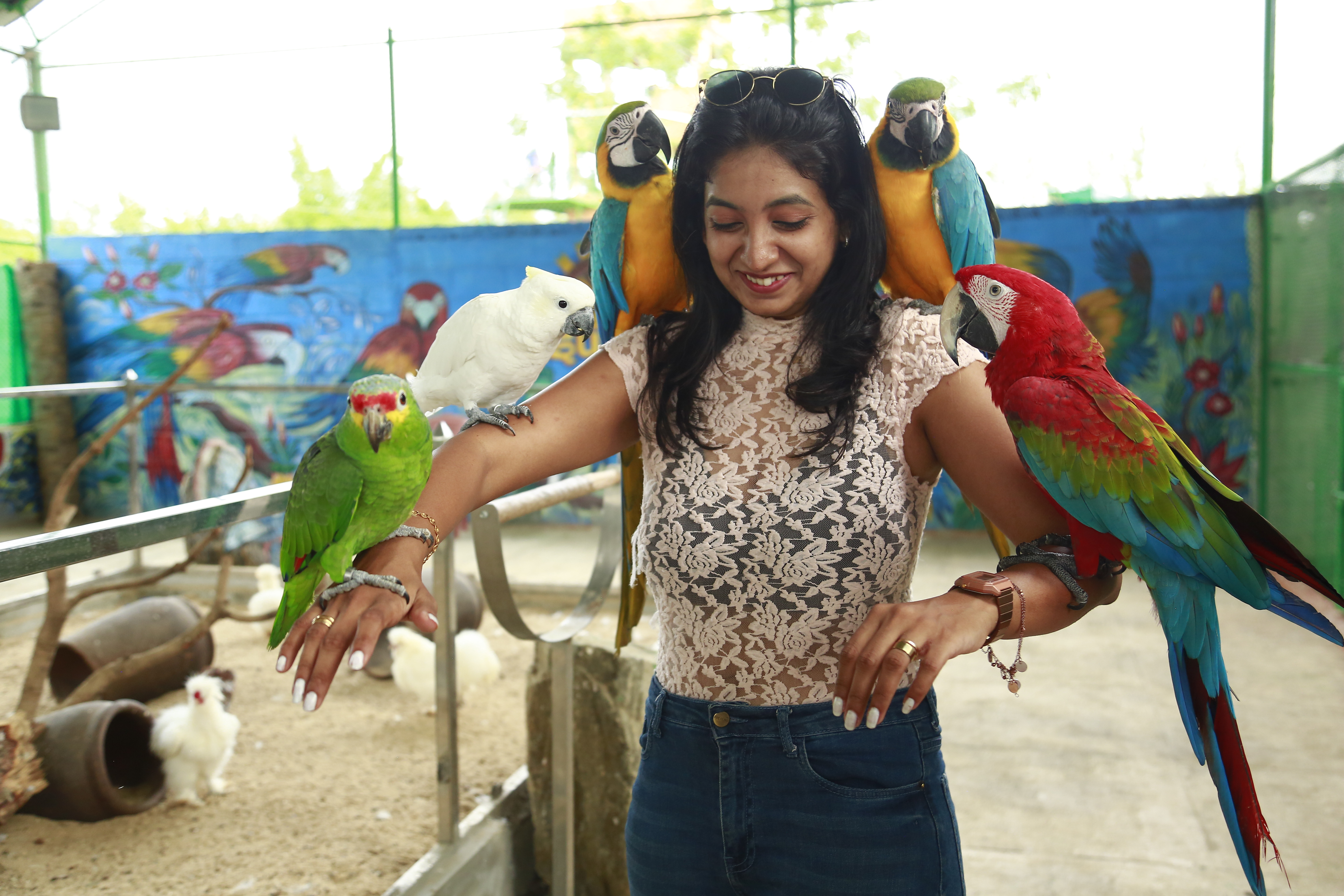 Guest enjoying colorful parrots at the bird aviary in Suggee Resort near Bangalore
